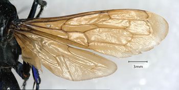 Media type: image;   Entomology 26689 Aspect: wing